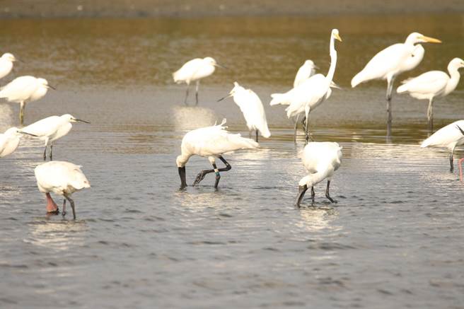 阿祖級的「T18」在安南區城西社區一處魚塭被塭主陳國忠發現通報。（黃蜀婷提供／張毓翎台南傳真）