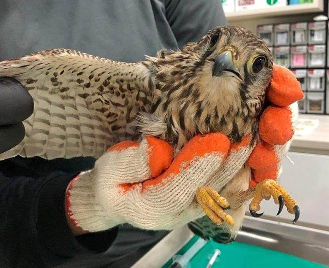 一只2级保育类野生动物「红隼」日前在金门大学误触鸟网受困获救，由兽医师检查健康情况。（金管处提供）