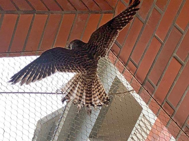 一只2级保育类野生动物「红隼」日前在金门大学误触鸟网受困。（金管处提供）
