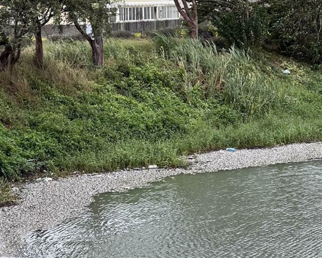 彰化縣秀水鄉緊鄰馬興村、鶴鳴村之間的石苟排水溝馬興段，有數千隻魚翻肚暴斃，已散發惡臭。（摘自彰化踢爆網／謝瓊雲彰化傳真）