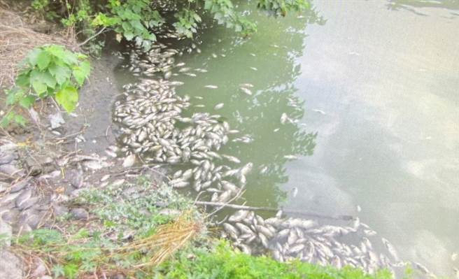 秀水鄉馬興橋與馬鳴一橋之間石笱排水水域，有數千隻魚翻肚暴斃，已散發惡臭。引發居民質疑是兩岸不肖工廠業者趁機偷排廢水，通報環保局。（彰化縣環保局提供／謝瓊雲彰化傳真）