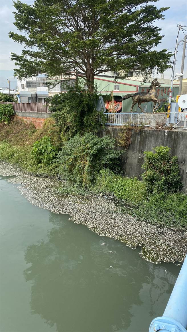 彰化縣秀水鄉緊鄰馬興村、鶴鳴村之間的石苟排水溝馬興段，有數千隻魚翻肚暴斃，已散發惡臭。（謝瓊雲攝）