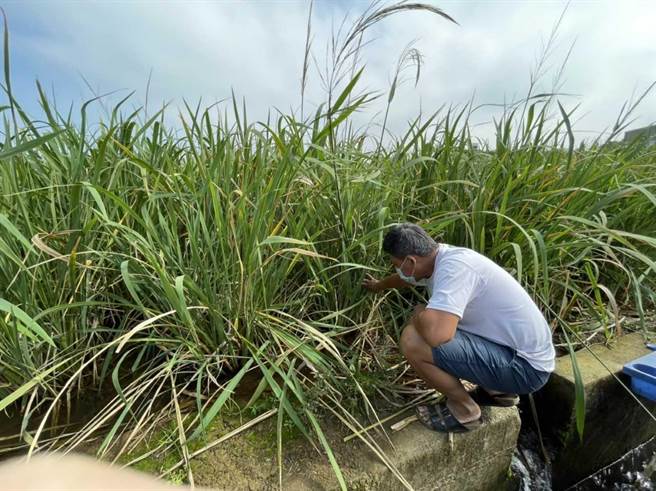 三芝茭白笋农损现金救助 　12月2日前可到公所申请（农业局提供／戴上容新北传真）