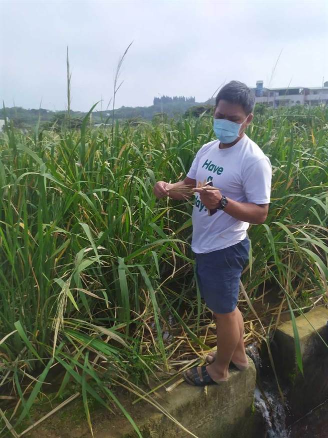 三芝茭白笋农损现金救助 　12月2日前可到公所申请（农业局提供／戴上容新北传真）