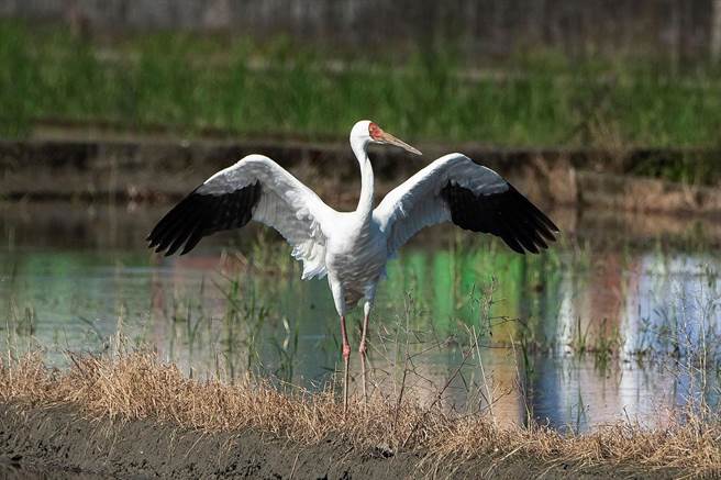 西伯利亚白鹤造访宜兰市延平里，吸引许多赏鸟人士造访，宜兰市长江聪渊今天呼吁鸟友避免干扰白鹤栖息。（宜兰市公所提供／李忠一宜兰传真）