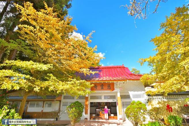 阿里山国家森林游乐区内的慈云寺前的银杏目前已转黄，是本周最大看点。（黄源明提供／张亦惠嘉县传真）