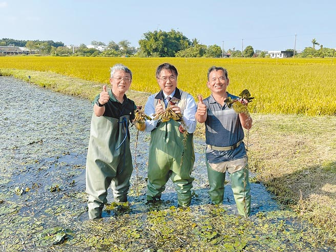 全联副董事长谢建南（左起）、台南市长黄伟哲、绿宝田农场主人林丙火下「官田菱雉菱」菱角田採收。（郭家崴摄）