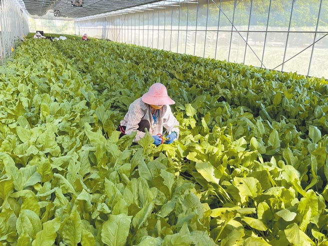 全联合作的太康有机农业专区有机菠菜从育苗到栽种，经过7周后就可採收。（郭家崴摄）