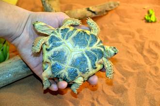6條腿連體雙頭龜逃過死劫 生物學家收養視為珍寶