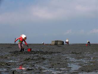 物價上漲 雲林漁民沿海沙洲挖蝦猴、赤嘴貝貼補家用