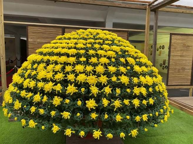 「好运大立菊」利用转盘转动大立菊无死角观赏大立菊之美。（北市公园处提供／杨亚璇台北传真）