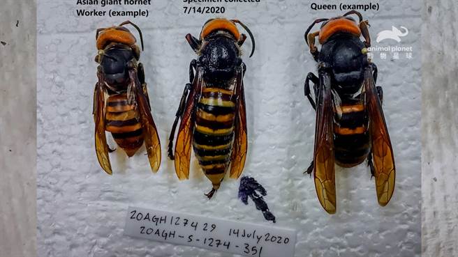 ↑ 大虎头蜂是地球上最大的虎头蜂，也是昆虫界的顶尖猎食者。（动物星球频道提供）