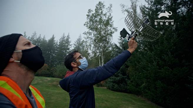 ↑华盛顿大学昆虫机器人实验室为追捕大虎头蜂，祭出实验室建立的无线电技术。（动物星球频道提供）