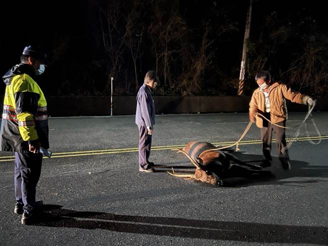 高雄市田寮、旗山區交界的台28線道24日凌晨1時許發生水鹿與汽車的車禍，水鹿當場死亡。（馬頭山自然人文協會提供／林瑞益高雄傳真）