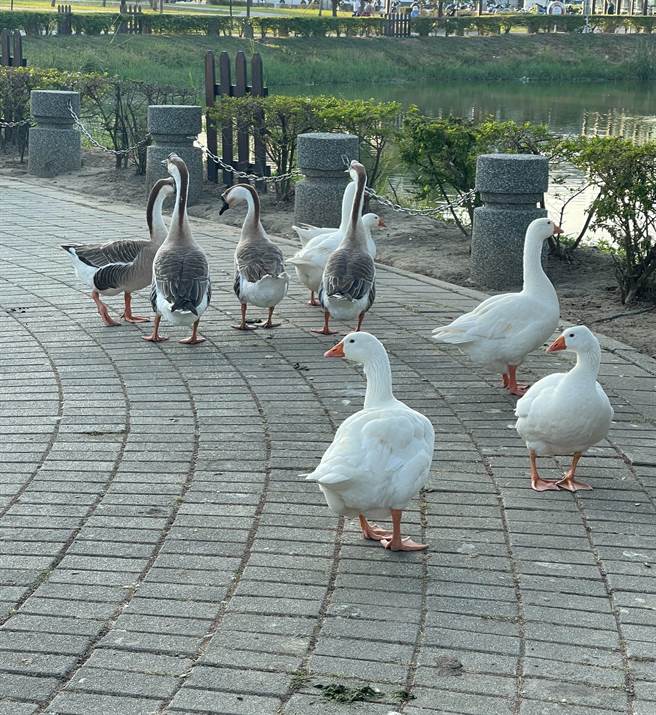 嘉义市北香湖公园鹅鸭上岸閒步，粪便撒满地。（黄大佑议员提供）