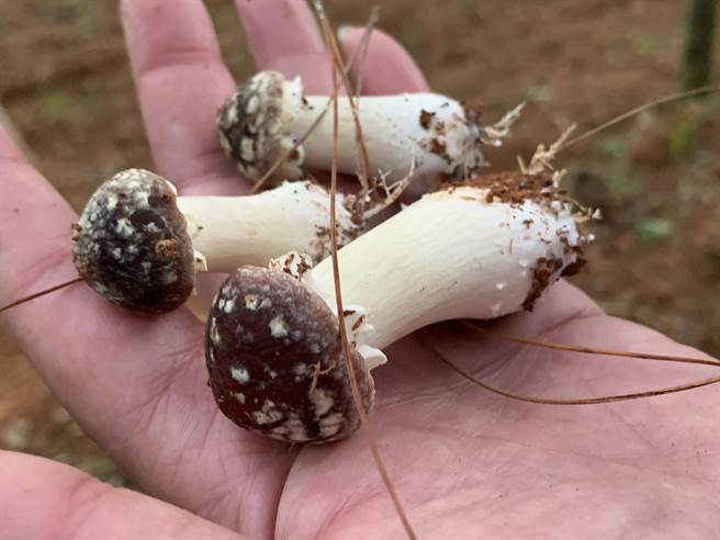 广东梅州蕉岭发展「竹下经济」，竹林出产毛竹、竹笋，还有大量生产各种菌菇及中药材。（李国彦摄）