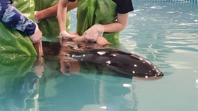 「亮鲸鲸」恢復良好，将于明天上午野放。（读者提供／陈彩玲基隆传真）