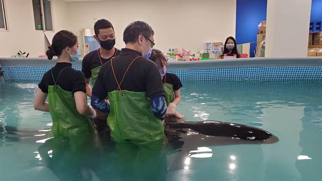 「亮鲸鲸」恢復良好，将于明天上午野放。（读者提供／陈彩玲基隆传真）