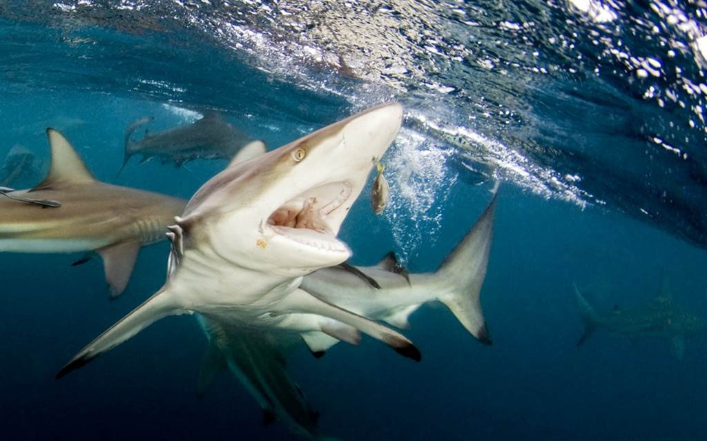 一名科学家捕捉到一头黑边鳍真鲨被一群鲨鱼围攻的惊人画面，这头鲨鱼即便下半身被咬出大洞、肚破肠流，仍奋力求生。（示意图／shutterstock）(photo:ChinaTimes)
