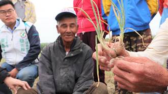 台南紅蔥頭產量砍半又價跌 蔥農嘆不讓人活