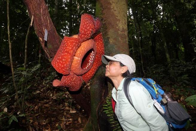 世界最大的花。图／特生中心提供
