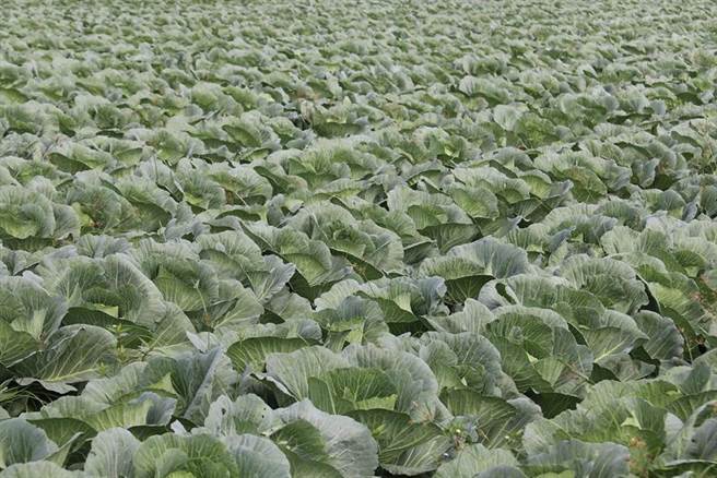 高丽菜超种亮紫灯 农粮署吁分散种植降风险（图／农粮署提供）
