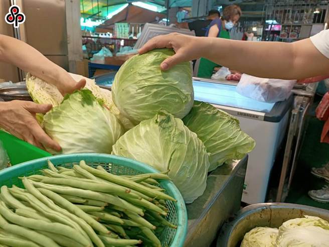 11月中旬高丽菜种植株数达786万株，入秋后首次达紫色灯号。（报系资料照）