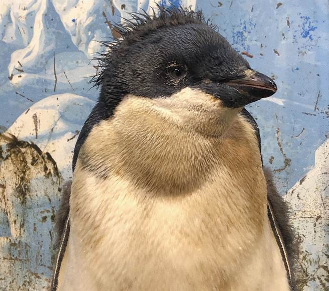 入冬后，屏东海生馆热闹非凡，随着繁殖季结束，企鹅宝宝与成鸟都进入「换羽期」，为此，馆方推出限定企鹅羽毛瓶DIY，藉此优惠夜宿游客。（谢佳潾摄）