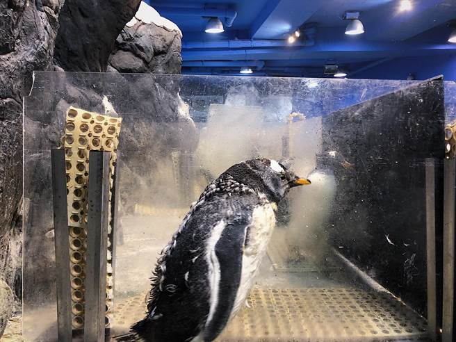 入冬后，屏东海生馆热闹非凡，随着繁殖季结束，企鹅宝宝与成鸟都进入「换羽期」，为此，馆方推出限定企鹅羽毛瓶DIY，藉此优惠夜宿游客。（谢佳潾摄）
