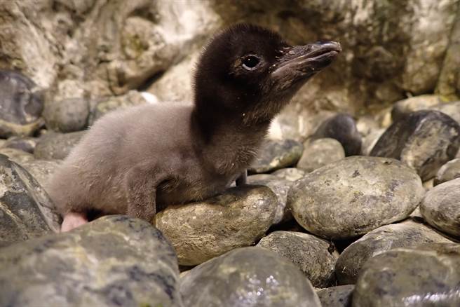 入冬后，屏东海生馆热闹非凡，随着繁殖季结束，企鹅宝宝与成鸟都进入「换羽期」，为此，馆方推出限定企鹅羽毛瓶DIY，藉此优惠夜宿游客。（谢佳潾摄）