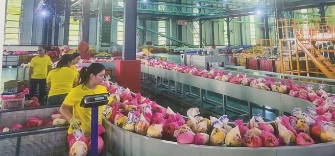 广东大埔有「蜜柚之乡」之称，全县超60％土地种植蜜柚。（李国彦摄）