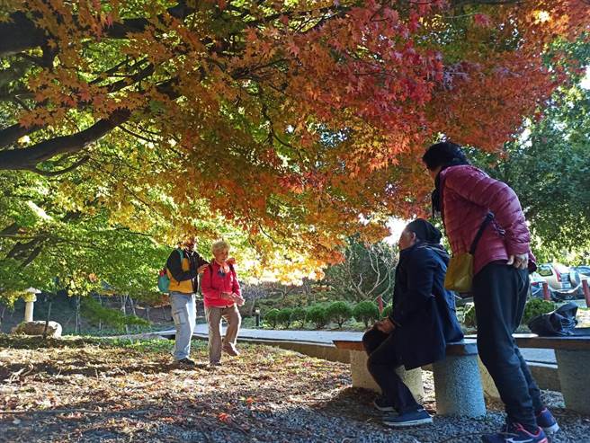 福寿山农场的松庐已进入最佳赏枫期，相当美丽，被许多游客誉为最美「枫」景。(福寿山农场提供)