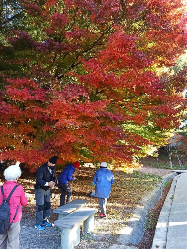 福寿山农场的松庐已进入最佳赏枫期，相当美丽，被许多游客誉为最美「枫」景。(福寿山农场提供)