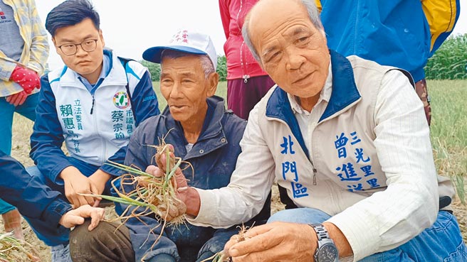 台南市北门区三光里长曾进祥（右）表示，从未遇过红葱头产量大减又价跌的情形。（张毓翎摄）