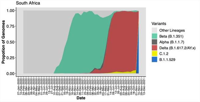 南非目前報告的B.1.1.529毒株病例只有77例，數量不大，但是增長的速度驚人（藍色部份），引起專家與世衛組織關注。圖為南非各種新冠毒株時間與比例圖。（圖／推特@Tuliodna）