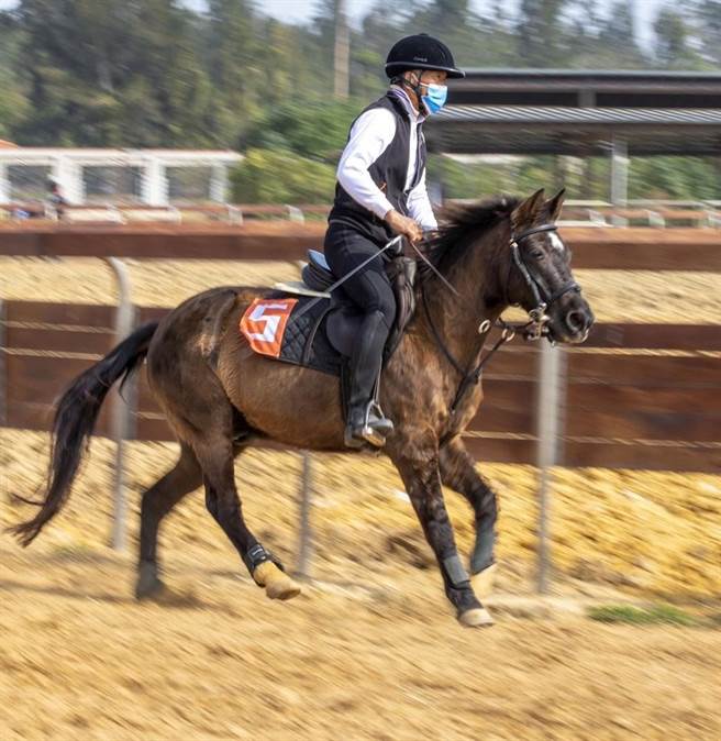 金門縣畜產試驗所主辦的首屆布蘭格斯（brangus）馬術趣味邀請賽今天登場。（金門縣畜試所提供）