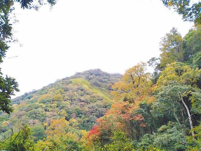 霞喀罗古道是着名的赏枫景点，近期大量民眾涌入赏枫，引起山友们讨论。（新竹林区管理处提供／邱立雅竹市传真）