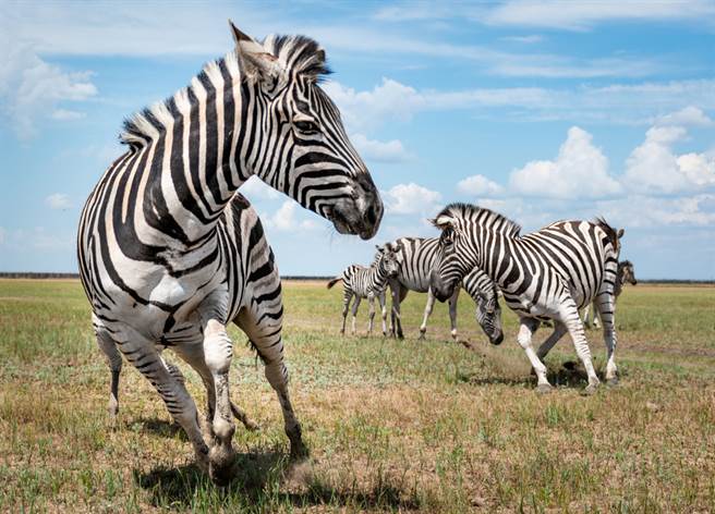 究竟斑马是「黑底白纹」还是「白底黑纹」？一堆人搞不清楚。（示意图／达志影像）