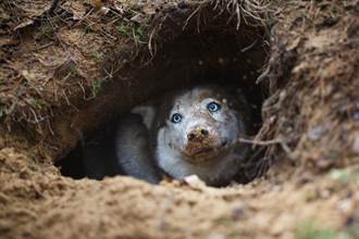 流浪狗掉50公尺深洞6年 靠村民投食堅強活到現在