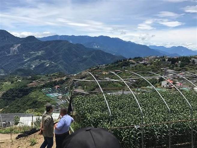 南投仁爱山区是夏季百合切花主产地。（图／农委会提供）