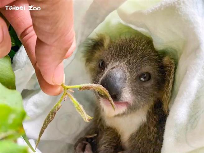 無尾熊寶寶Joey在布偶背上練習抓握能力，並開始學習採食桉樹葉。（台北市立動物園提供／游念育台北傳真）