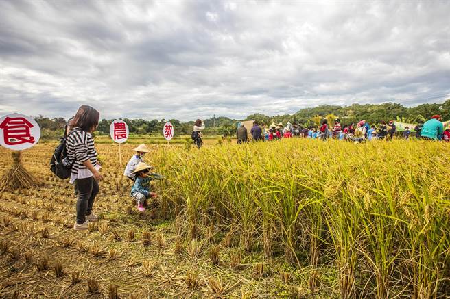 北埔农会食农教育活动，小朋友体验割稻。（罗浚滨摄）