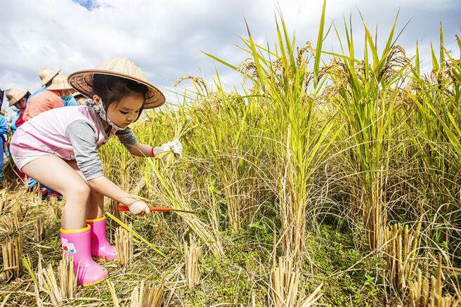北埔农会食农教育活动，小朋友体验割稻，家长都鼓励称讚说「好棒棒！」（罗浚滨摄）