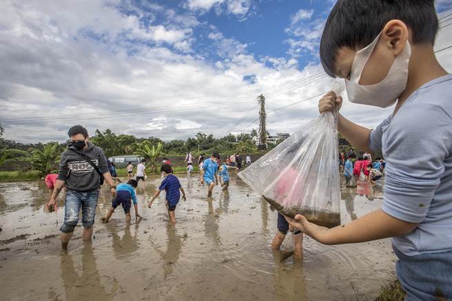 北埔农会食农教育活动，小朋友在田间进行捉泥鰍比赛，个个乐翻天。（罗浚滨摄）