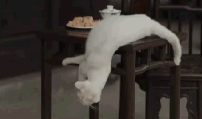 猫咪头着地落下。(图/翻摄自微博)