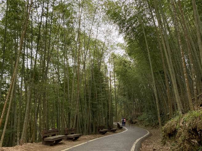 嘉义县梅山乡瑞里村的绿色隧道两旁种有大片竹林，清幽景致媲美电影卧虎藏龙中的场景，嘉县府针对附近道路、指标等做相关改善。（张亦惠摄）
