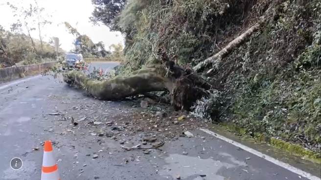 台8线64.5K处30日发生树木倒塌横躺车道意外。（和平警分局提供）