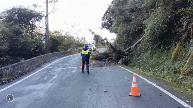 台8线64.5K处30日发生树木倒塌横躺车道意外。（和平警分局提供）