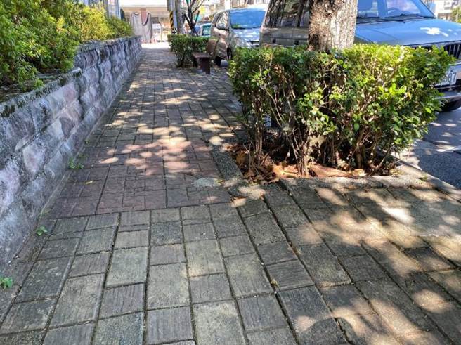 人行道净宽仅90公分且树根隆起。（金山区公所提供）