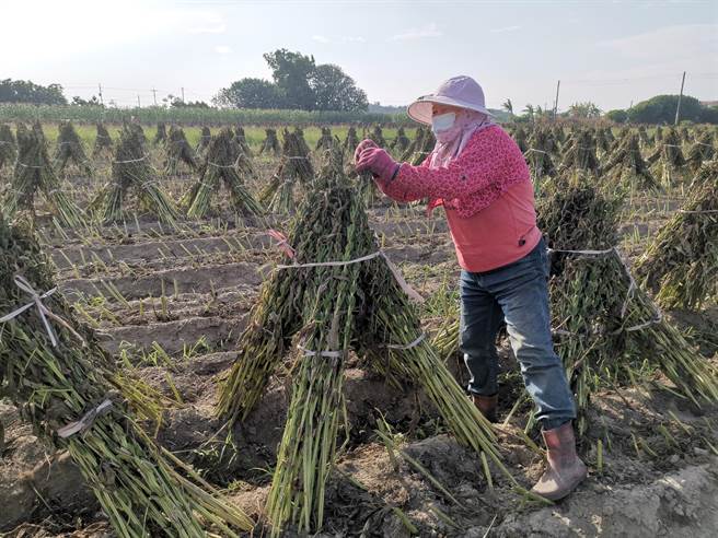 台南胡麻正进入收割期，安定、西港、善化农田可见正在晒乾的胡麻束。（刘秀芬摄）